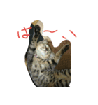 ムウ（個別スタンプ：8）