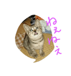 ムウ（個別スタンプ：14）