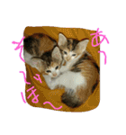 ムウ（個別スタンプ：21）