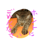ムウ（個別スタンプ：24）