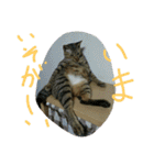 ムウ（個別スタンプ：25）