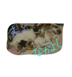 ムウ（個別スタンプ：31）