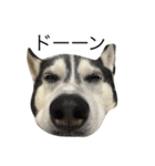 max ahaha（個別スタンプ：1）
