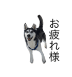 max ahaha（個別スタンプ：2）