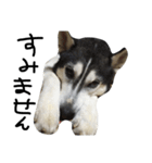 max ahaha（個別スタンプ：4）