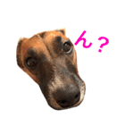 Mame the JRT ＆ Maron the Dchs（個別スタンプ：1）