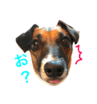 Mame the JRT ＆ Maron the Dchs（個別スタンプ：2）