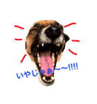 Mame the JRT ＆ Maron the Dchs（個別スタンプ：5）
