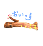 Mame the JRT ＆ Maron the Dchs（個別スタンプ：6）