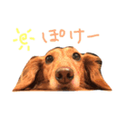 Mame the JRT ＆ Maron the Dchs（個別スタンプ：7）
