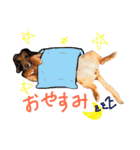 Mame the JRT ＆ Maron the Dchs（個別スタンプ：9）