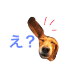 Mame the JRT ＆ Maron the Dchs（個別スタンプ：10）