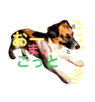 Mame the JRT ＆ Maron the Dchs（個別スタンプ：11）