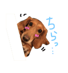 Mame the JRT ＆ Maron the Dchs（個別スタンプ：13）