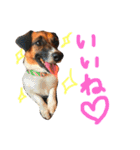 Mame the JRT ＆ Maron the Dchs（個別スタンプ：14）