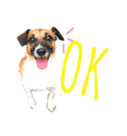 Mame the JRT ＆ Maron the Dchs（個別スタンプ：15）