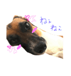 Mame the JRT ＆ Maron the Dchs（個別スタンプ：16）