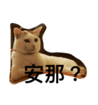 wucat（個別スタンプ：1）