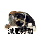 wucat（個別スタンプ：5）