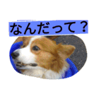 the corgi youcan't work 4（個別スタンプ：1）