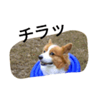 the corgi youcan't work 4（個別スタンプ：2）