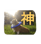 the corgi youcan't work 4（個別スタンプ：3）