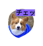 the corgi youcan't work 4（個別スタンプ：4）