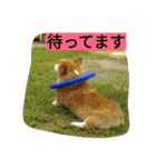 the corgi youcan't work 4（個別スタンプ：5）