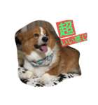 the corgi youcan't work 4（個別スタンプ：6）