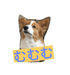 the corgi youcan't work 4（個別スタンプ：7）