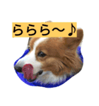 the corgi youcan't work 4（個別スタンプ：8）