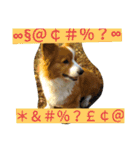 the corgi youcan't work 4（個別スタンプ：10）