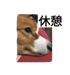 the corgi youcan't work 4（個別スタンプ：11）