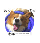 the corgi youcan't work 4（個別スタンプ：12）