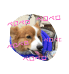 the corgi youcan't work 4（個別スタンプ：13）