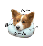 the corgi youcan't work 4（個別スタンプ：14）