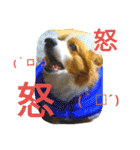 the corgi youcan't work 4（個別スタンプ：15）