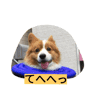 the corgi youcan't work 4（個別スタンプ：16）