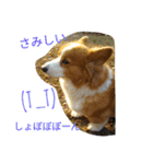 the corgi youcan't work 4（個別スタンプ：17）