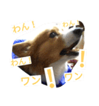 the corgi youcan't work 4（個別スタンプ：18）