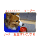 the corgi youcan't work 4（個別スタンプ：19）