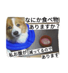 the corgi youcan't work 4（個別スタンプ：20）