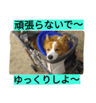 the corgi youcan't work 4（個別スタンプ：21）