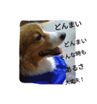 the corgi youcan't work 4（個別スタンプ：22）