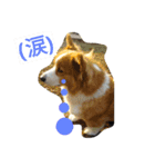 the corgi youcan't work 4（個別スタンプ：24）