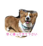 the corgi youcan't work 4（個別スタンプ：28）