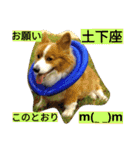 the corgi youcan't work 4（個別スタンプ：29）