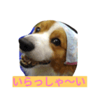 the corgi youcan't work 4（個別スタンプ：30）