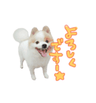 蘭丸さん（個別スタンプ：3）