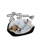 蘭丸さん（個別スタンプ：8）